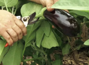 Comment Tailler Les Aubergines De Cette Mani Re Voici Lerreur Que