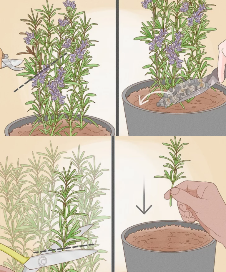 Tailler le romarin Guide étape par étape jardin ruse