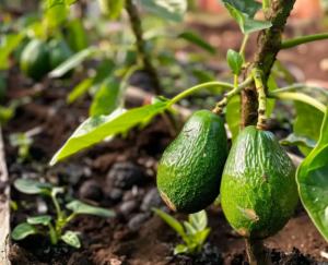 Comment les agriculteurs font pousser des arbres à avocat – jardin ruse