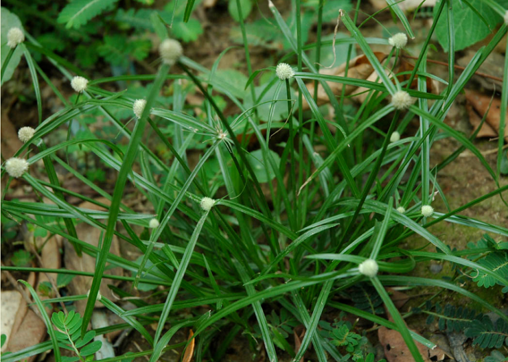 Cyperus Rotundus Le Tr sor M connu De La M decine Naturelle Jardin Ruse