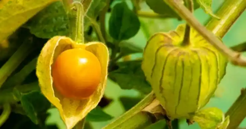 Physalis Peruviana Goldenberry Le Petit Fruit Aux Mille Vertus 