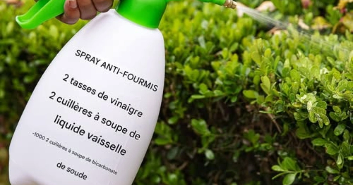 Adieu Les Fourmis La Recette Naturelle Qui Fonctionne Vraiment 