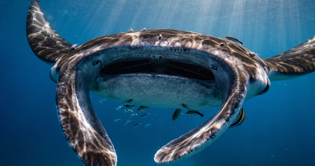 intelligence raie manta avec représentation du cerveau développé d’une manta océanique