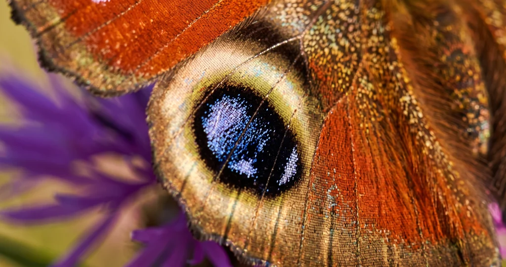 papillon paon-du-jour faux yeux ouverture soudaine des ailes et ocelles contre un prédateur