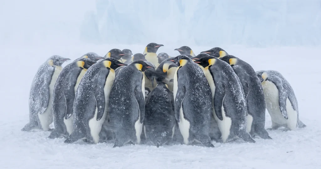 manchots empereurs survie froid grâce au regroupement collectif pendant l’hiver antarctique