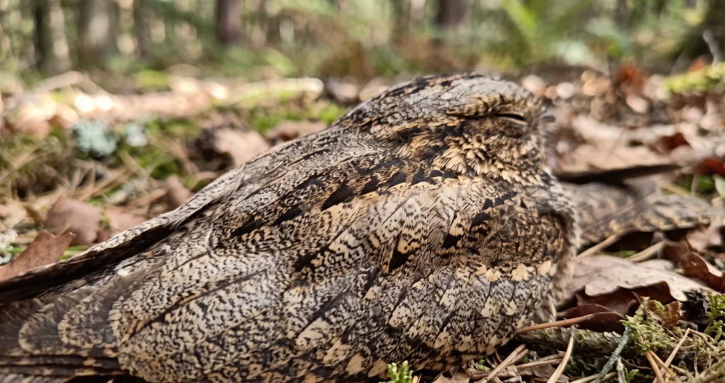camouflage engoulevent sur feuilles mortes et écorce dans son habitat naturel