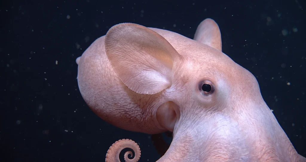 poulpe Dumbo abysses nageant au-dessus du fond océanique dans les grandes profondeurs