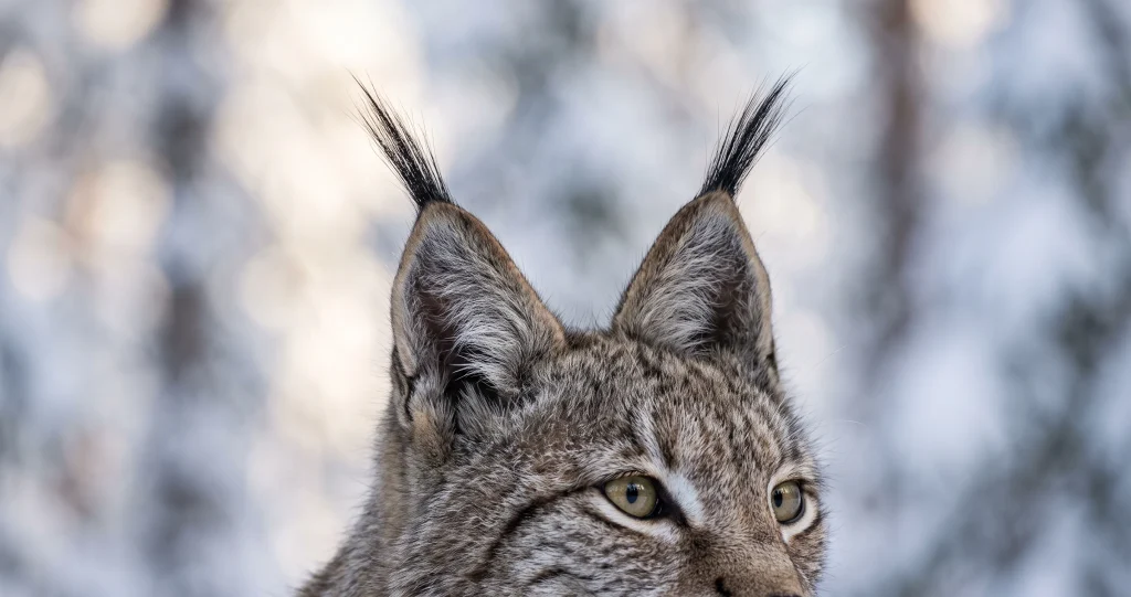 ouïe lynx boréal oreilles orientées vers le bruit d’une proie dans une forêt enneigée