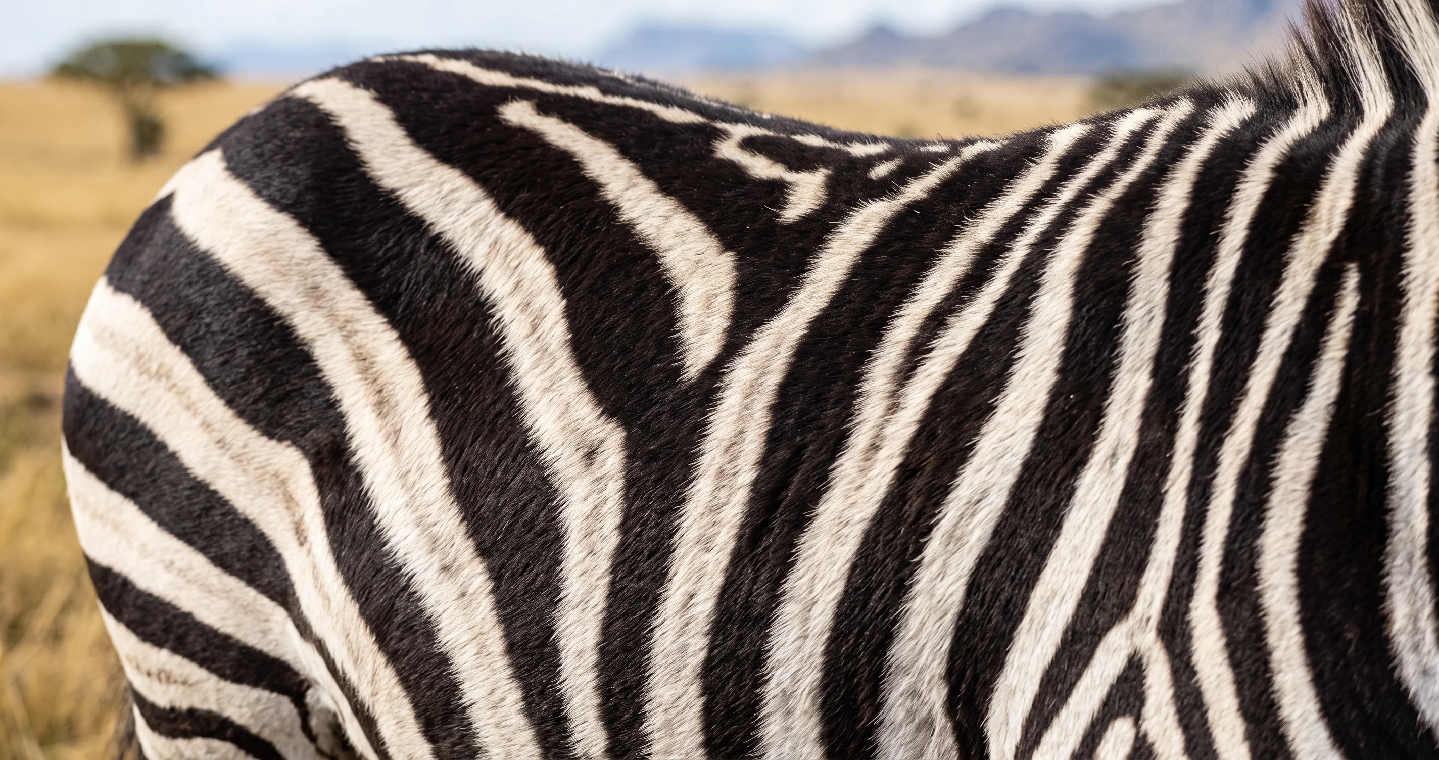 pourquoi zèbre rayures protection contre les mouches piqueuses
