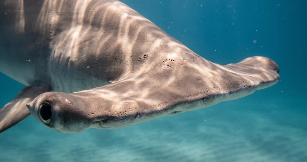 vision requin marteau montrant le champ visuel et la zone de vision binoculaire