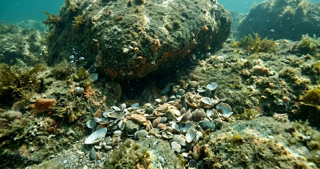 poulpe commun camouflage tanière dans une cavité rocheuse en Méditerranée