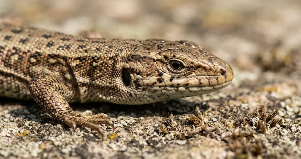 lézard des murailles queue autotomie montrant un lézard s'échappant tandis que sa queue détachée reste au sol