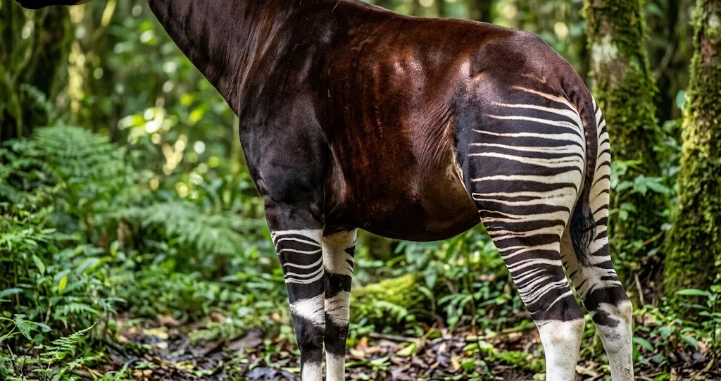 okapi girafe parenté montrant un okapi forestier et une girafe avec leurs caractéristiques communes
