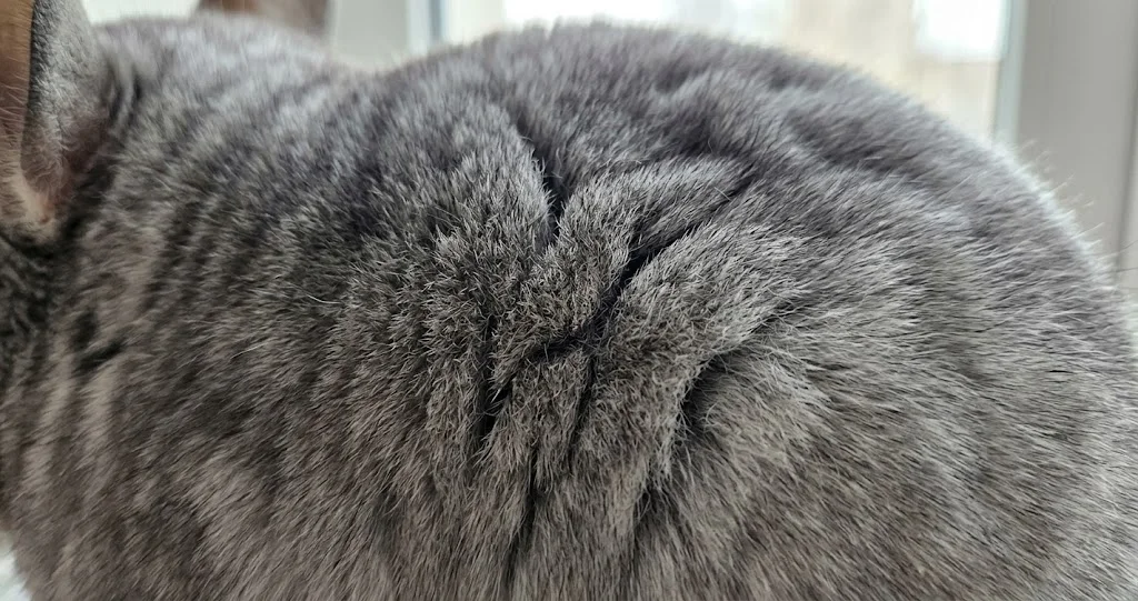 chinchilla sauvage bain poussière se roulant dans un substrat sec des Andes