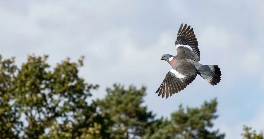 pigeon ramier tache blanche vol montrant les marques blanches du cou et des ailes