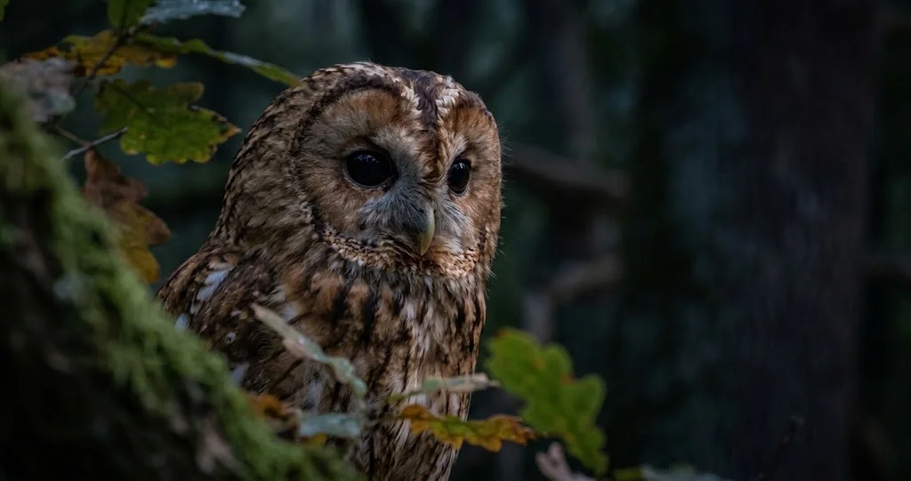 chouette hulotte reconnaissance vocale avec mâle hululant depuis une branche dans une forêt nocturne