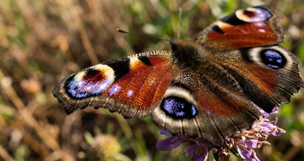 hivernage adulte paon du jour et habitat favorable avec orties
