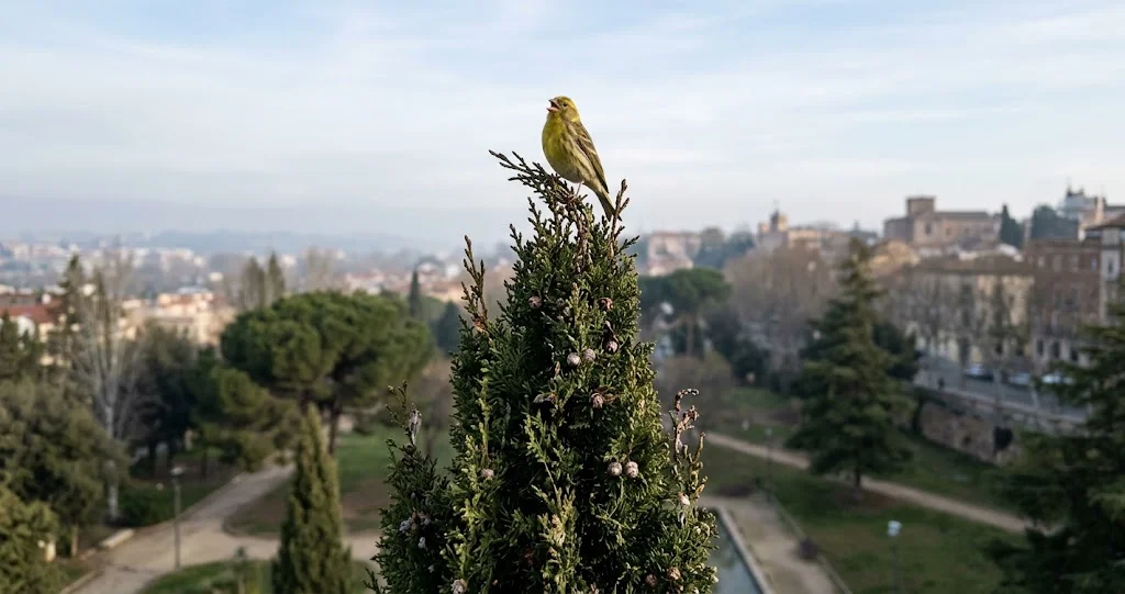 serin cini chant jardins avec mâle jaune, femelle striée et oiseau chantant dans un verger