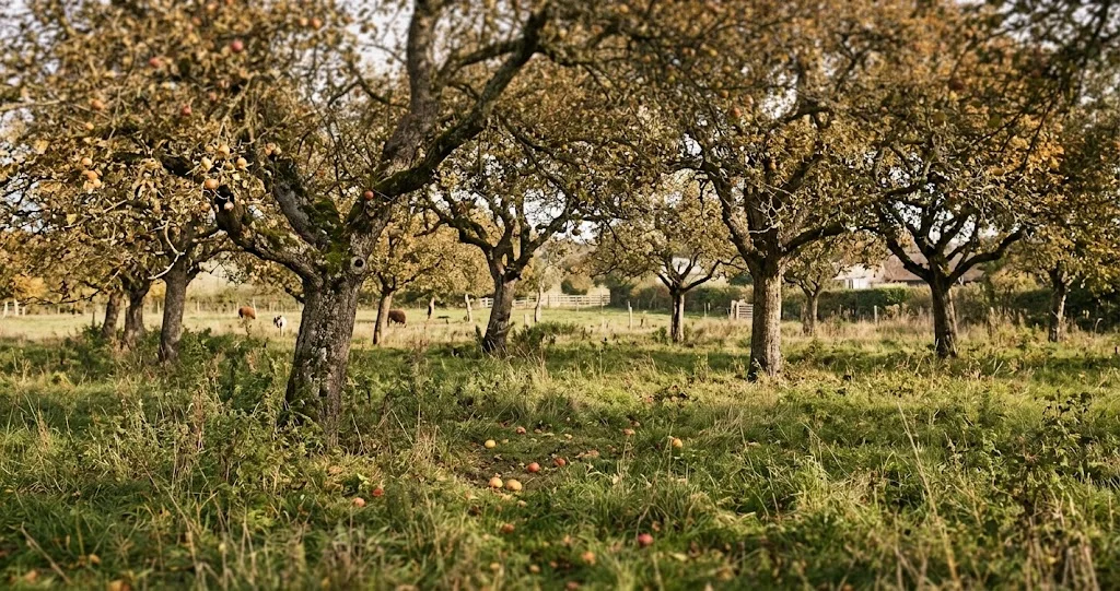 variétés anciennes pommes planter pour préserver la diversité des pommiers régionaux