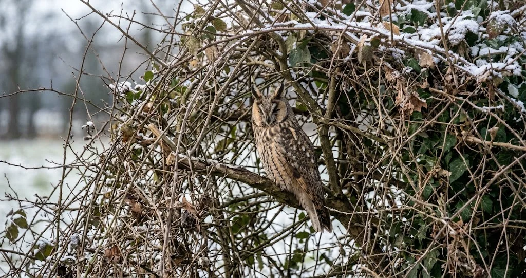 hibou moyen-duc dortoir hiver avec yeux orange aigrettes et plumage de camouflage
