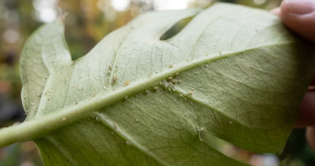 rentrer plantes automne parasites inspection des feuilles avant de rentrer les pots