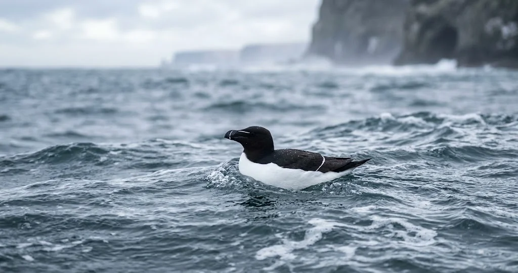 petit pingouin manchot différence avec Alca torda capable de voler et manchot de l’hémisphère Sud