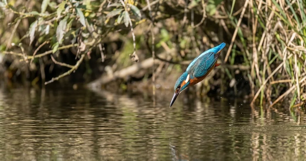 martin-pêcheur bleu structure plumes montrant un oiseau perché et un agrandissement des nanostructures de ses plumes