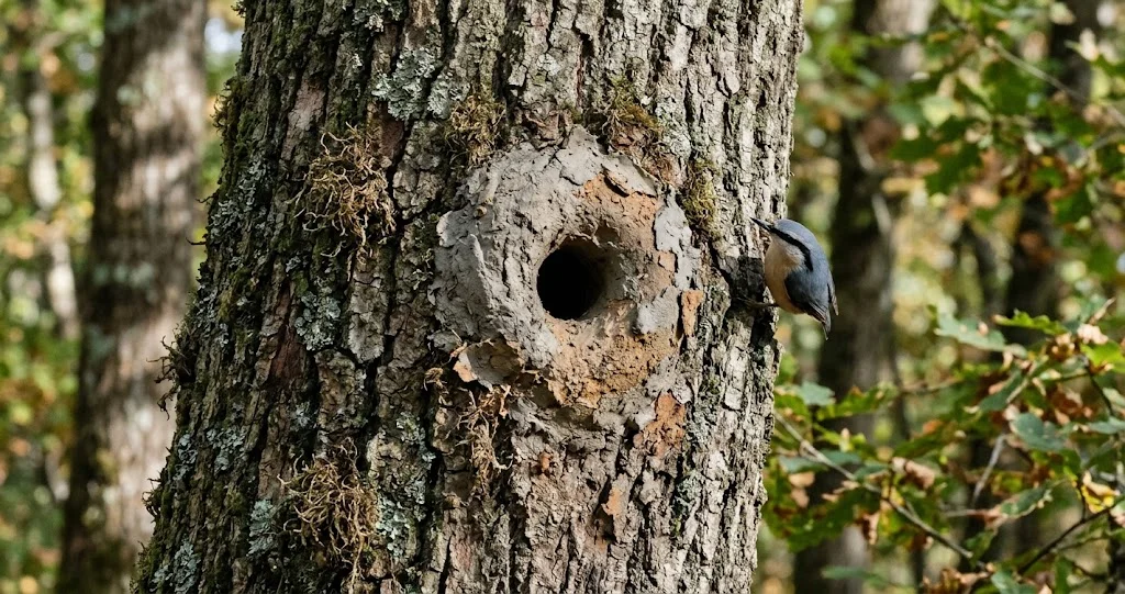 sittelle torchepot nid boue sur un vieux tronc avec oiseau descendant la tête en bas