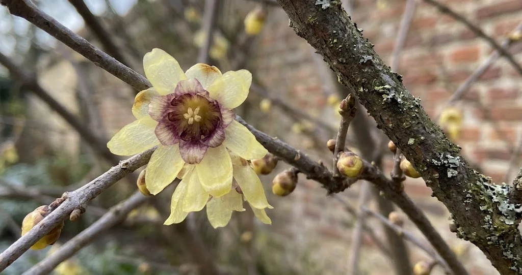 chimonanthe planter parfum hiver avec fleurs de Chimonanthus praecox sur rameaux nus