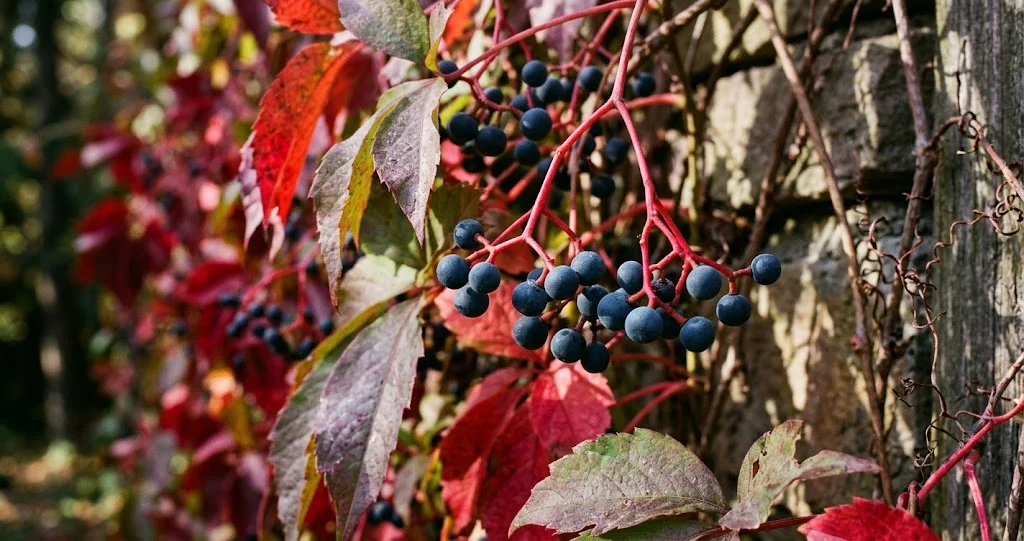vigne vierge automne baies toxiques avec feuillage rouge sur une façade saine