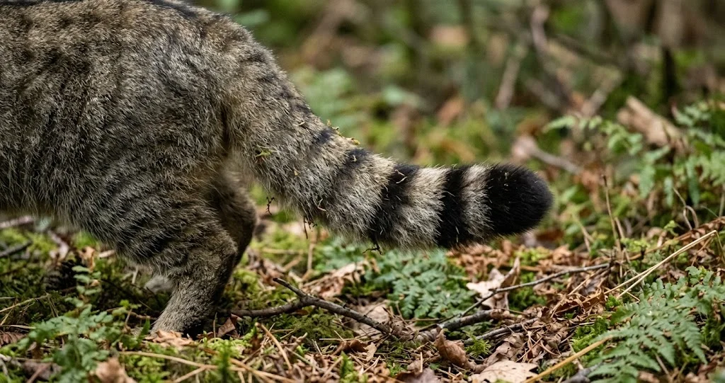 chat forestier différence chat domestique comparaison de deux félins tigrés montrant la queue et le pelage