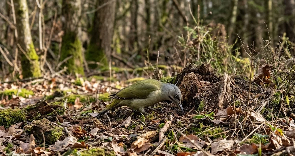 pic cendré pic vert différence entre Picus canus et Picus viridis sur des arbres feuillus