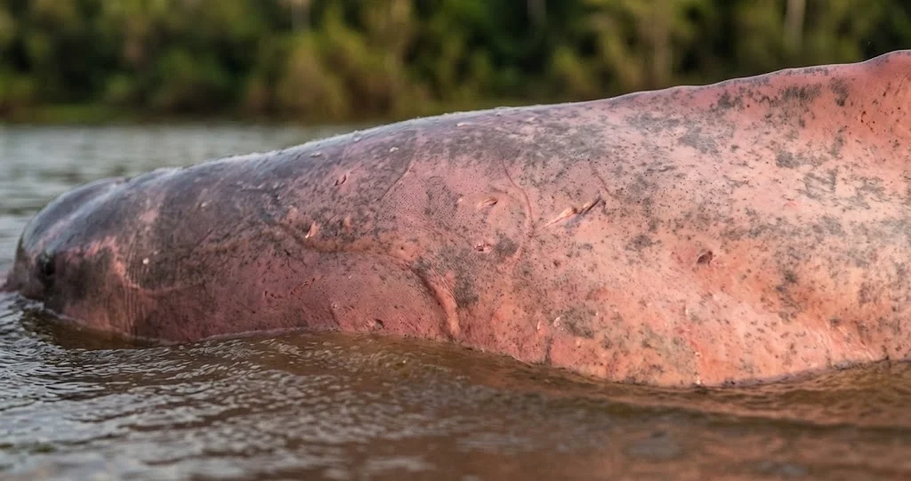 dauphin rose Amazone forêt inondée nageant entre les arbres submergés 