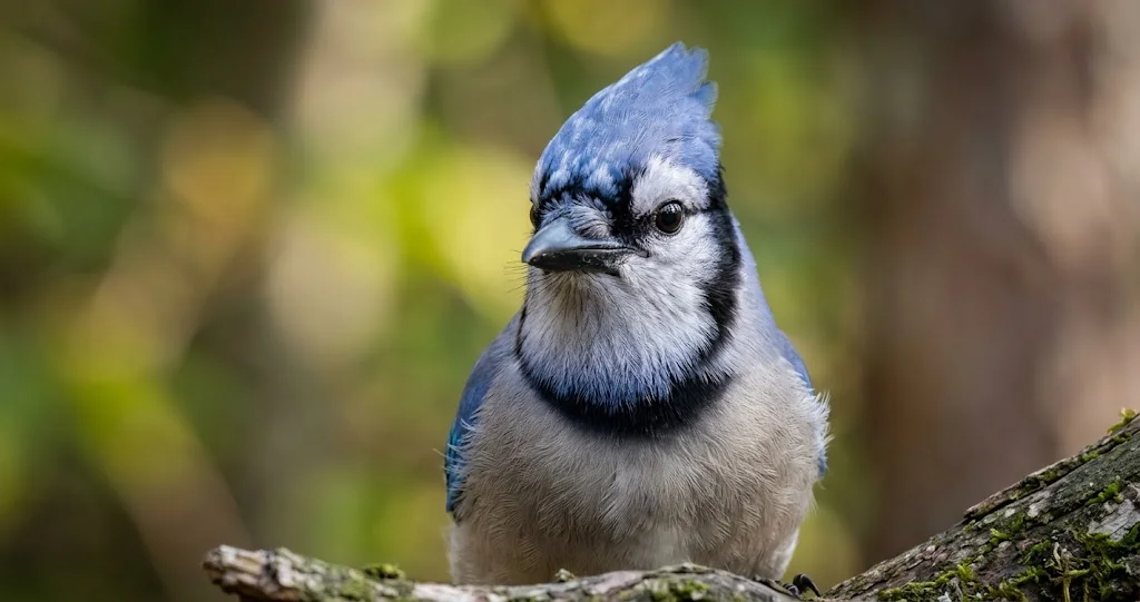  geai bleu imitation cri rapace perché près d’une mangeoire avec petits oiseaux s’éloignant