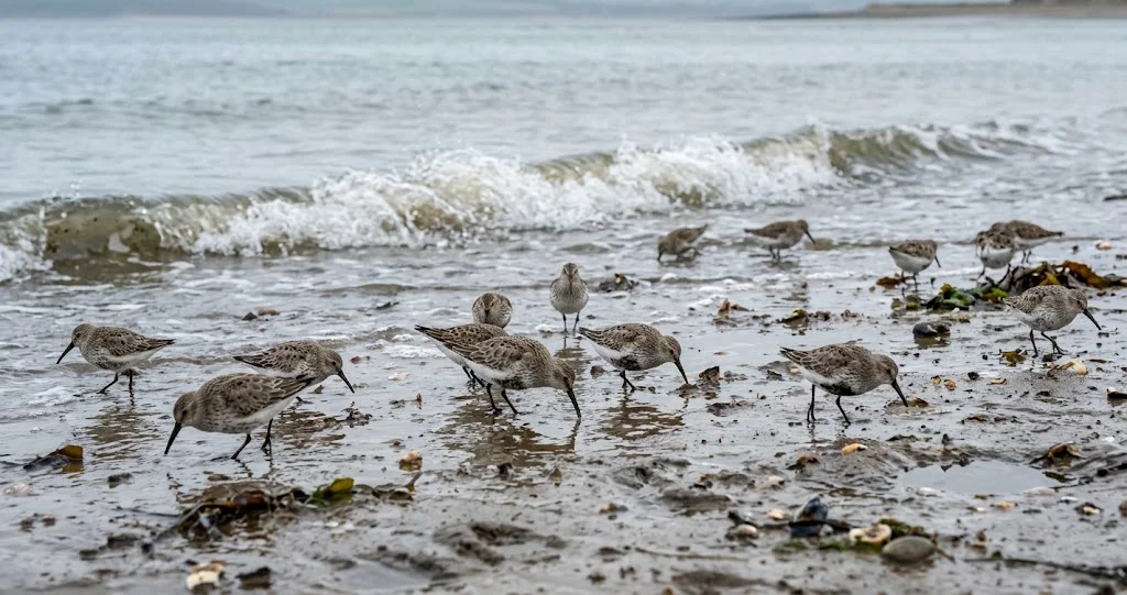 bécasseau variable estuaire hiver se nourrissant en groupe sur une vasière à marée basse