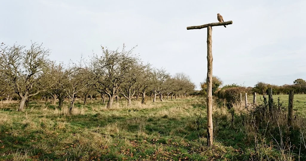  campagnols protéger arbres sans poison avec grillage fin, herbe rase et rapaces auxiliaires