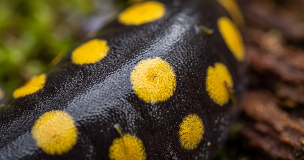 hivernage salamandre points jaunes dans une cavité souterraine humide sous la forêt
