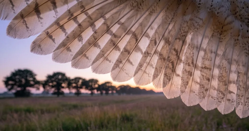 vol silencieux effraie des clochers au-dessus d’une prairie pendant une chasse nocturne
