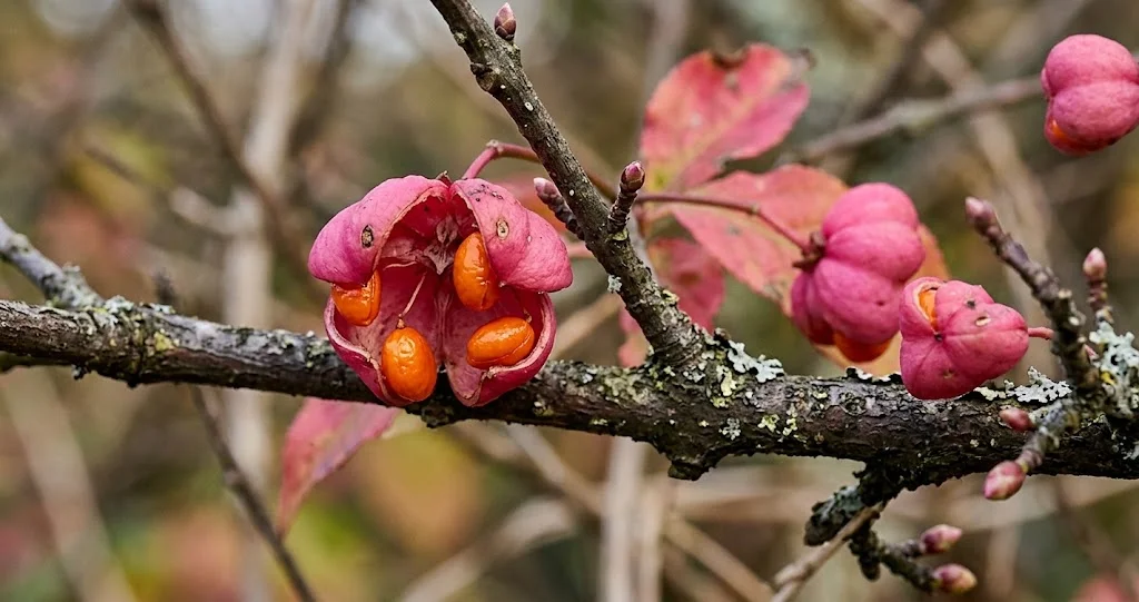 fusain d’Europe fruits toxiques haie avec capsules roses et graines orange en automne