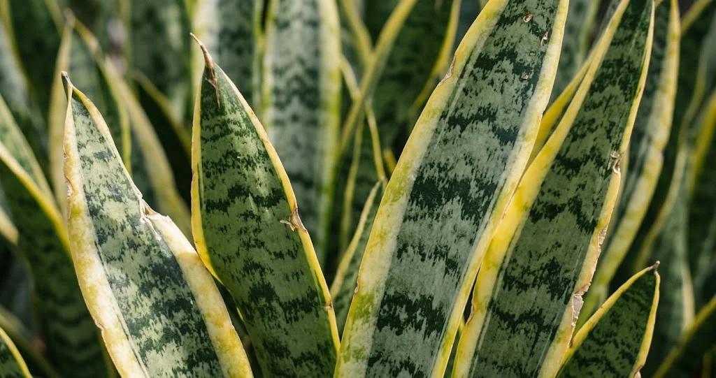 sansevière hiver arrosage lumière près d’une fenêtre avec pot bien drainé