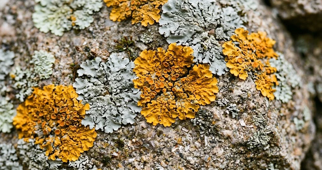lichens qualité de l’air indicateurs et organisation symbiotique du thalle