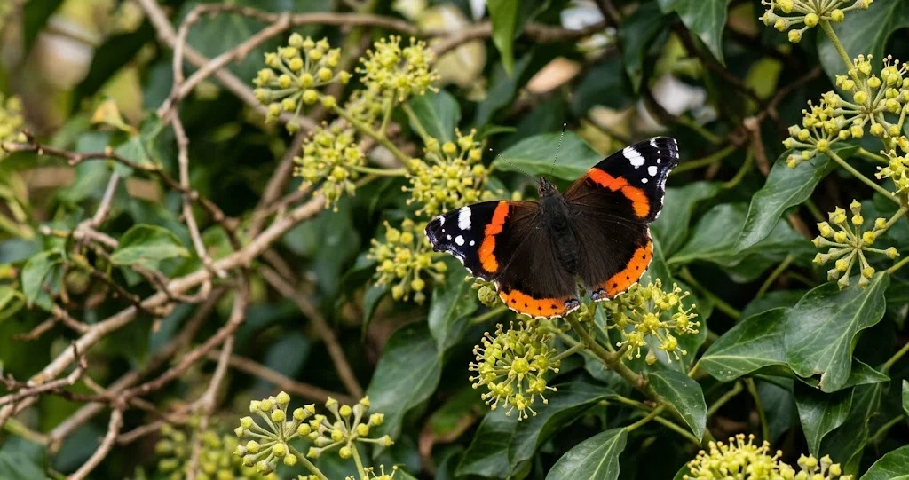 vulcain papillon migrateur jardin posé sur des fleurs de lierre en automne, Vanessa atalanta.