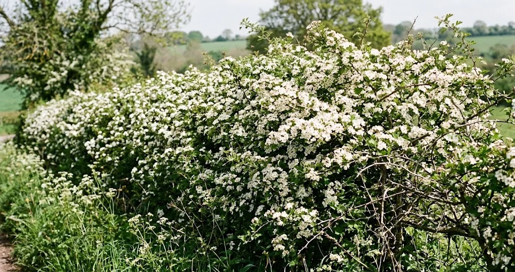 engrais verts automne semer seigle vesce et féverole pour couvrir le sol du potager