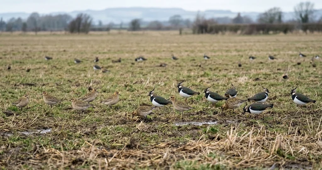 pluvier doré hivernage plaines avec groupe en plumage d’hiver dans une prairie ouverte