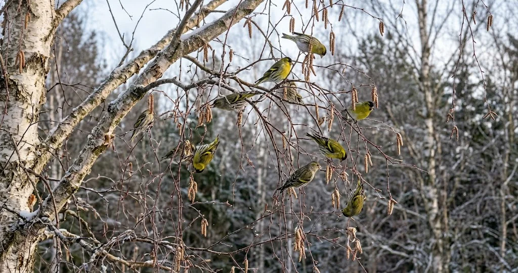 tarin des aulnes graines aulne se nourrissant dans les fruits d’un aulne