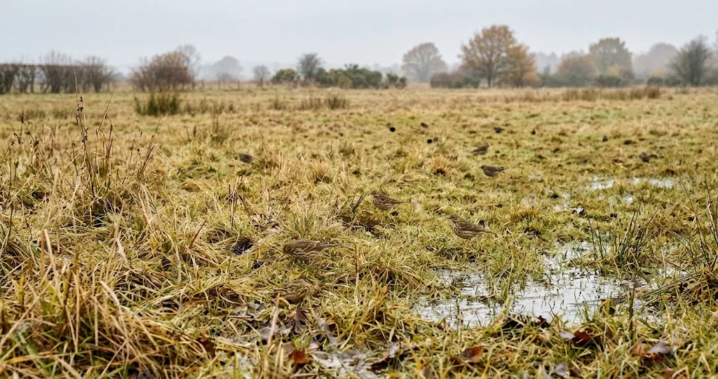  pipit farlouse vol chanté prairies avec adulte dans une prairie humide