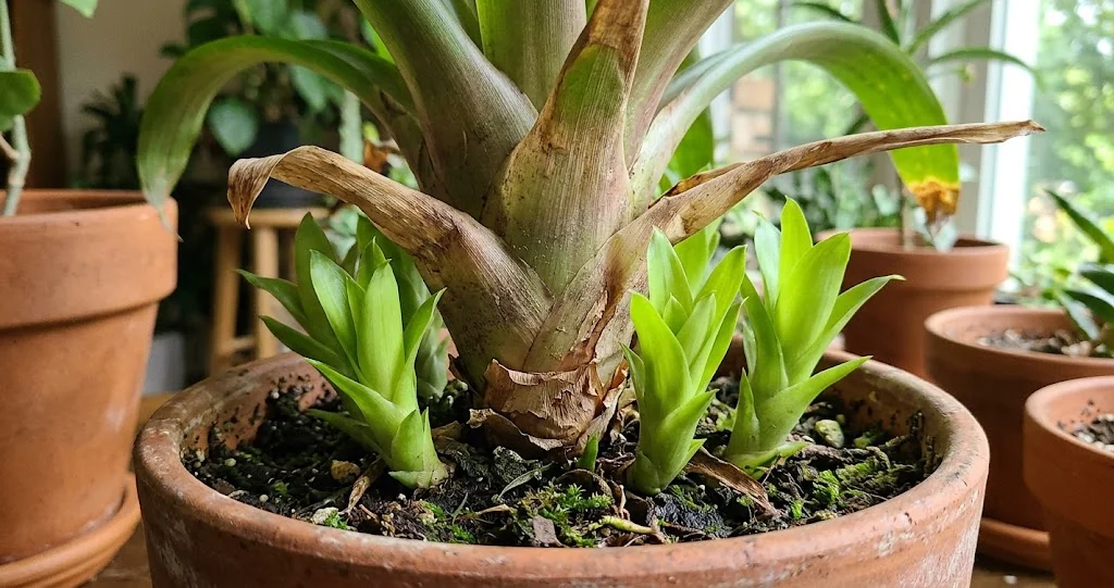 bromélia entonnoir arrosage rejets avec eau dans la rosette et séparation d’un jeune rejet
