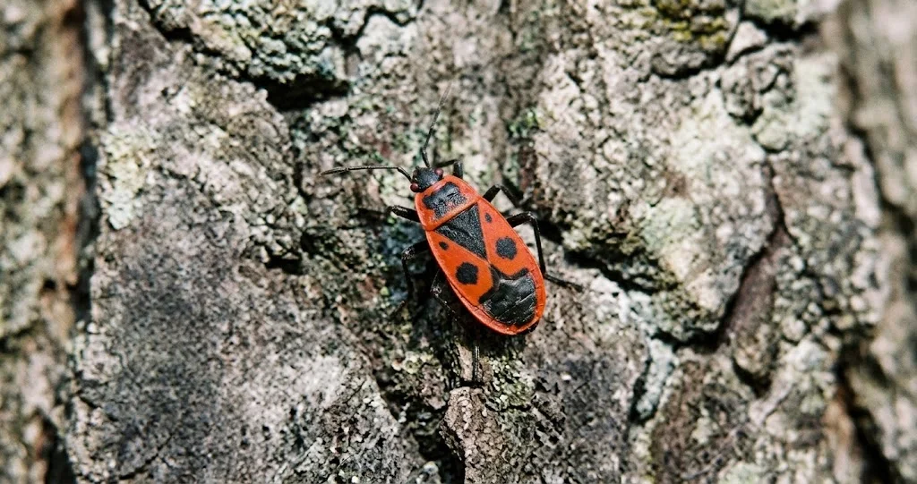 gendarme punaise rouge noire Pyrrhocoris apterus avec motifs caractéristiques
