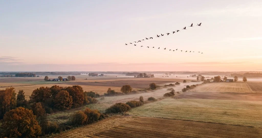 migration grues cendrées France avec formation en V traversant le ciel d’automne