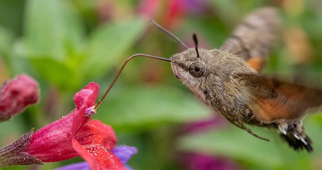 moro-sphinx papillon colibri en vol stationnaire devant une fleur de lavande dans un jardin naturel